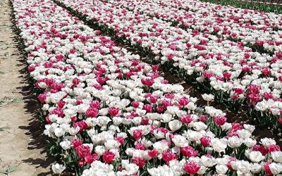 Les Tulipes de Jonquières