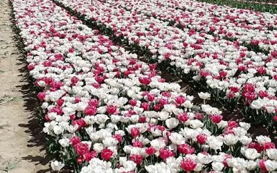 Les Tulipes de Jonquières